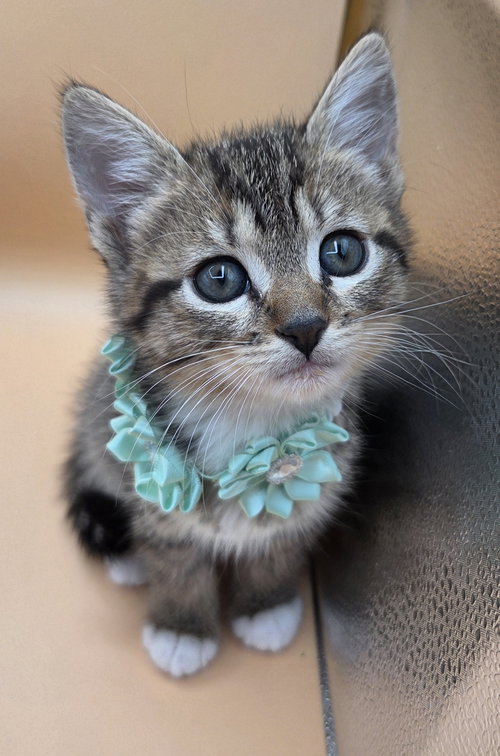 Minnow, an adoptable Domestic Short Hair in Magnolia Springs, AL