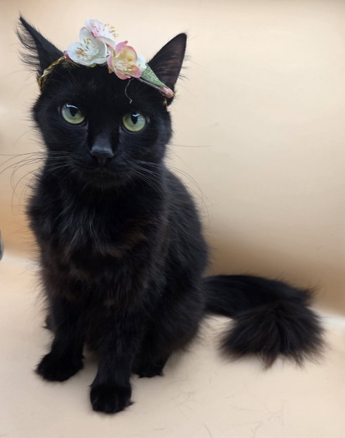 Lovey, an adoptable Domestic Long Hair in Magnolia Springs, AL