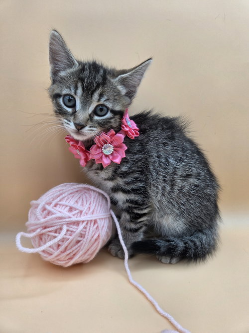 MaryAnn, an adoptable Domestic Short Hair in Magnolia Springs, AL