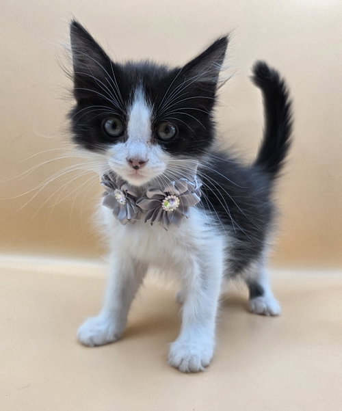 Miranda, an adoptable Domestic Medium Hair in Magnolia Springs, AL