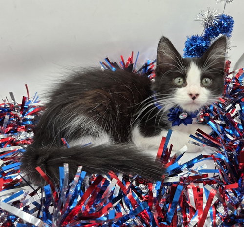 Miranda, an adoptable Domestic Long Hair in Magnolia Springs, AL