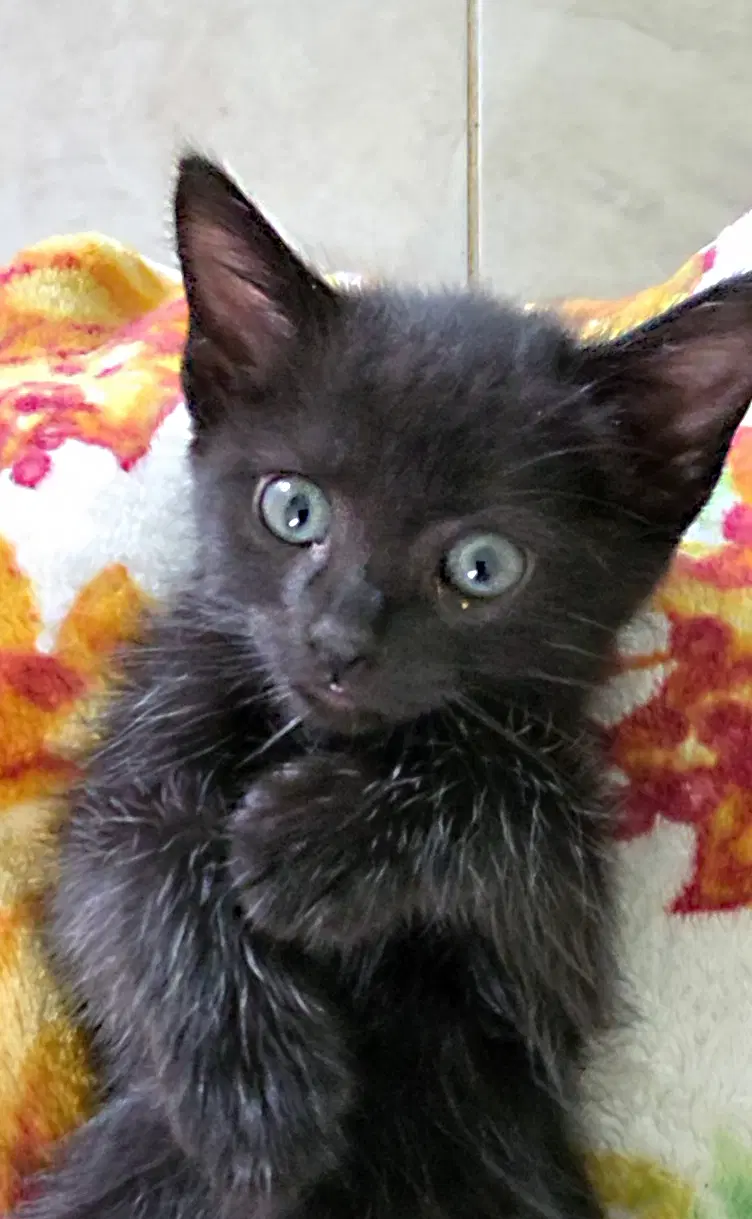 Luella - Manx