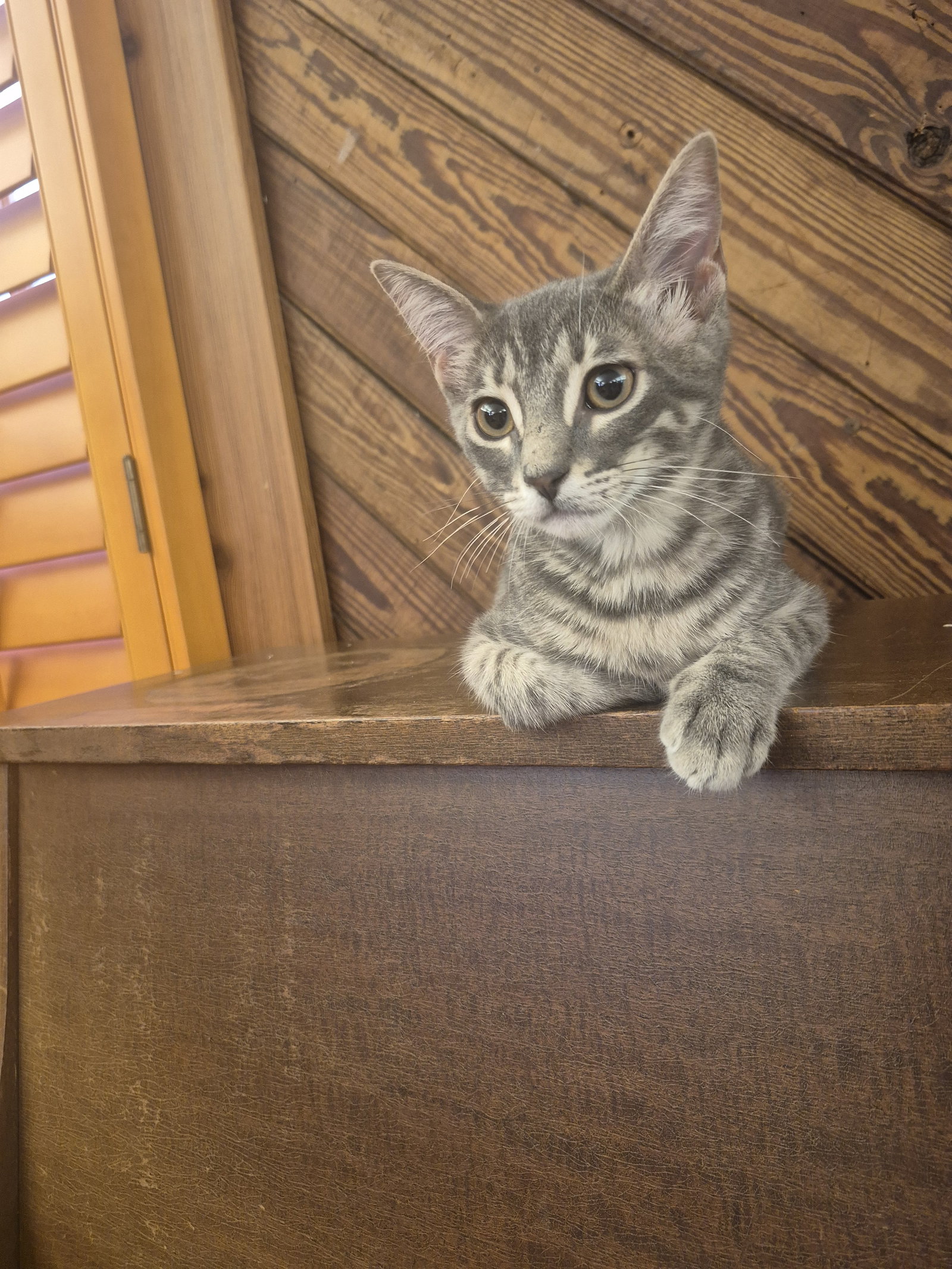 Odie, photo 5