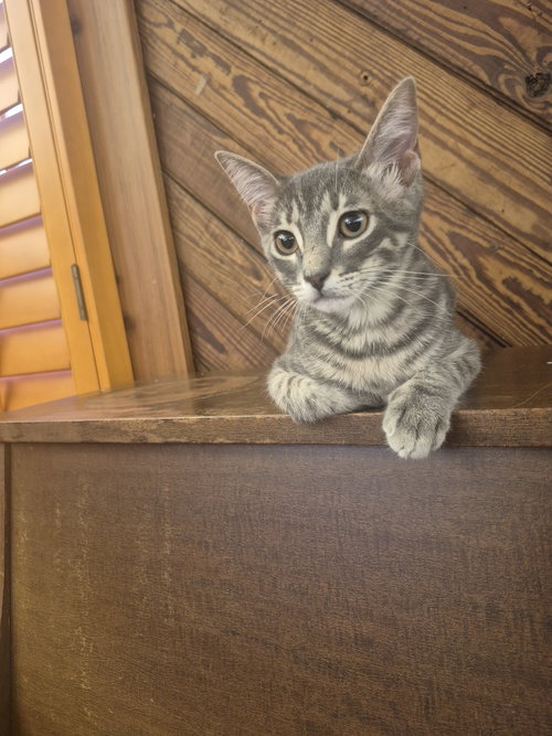 Photo 5 of Odie