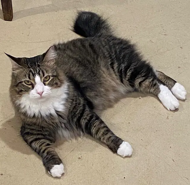 Fluff image 3