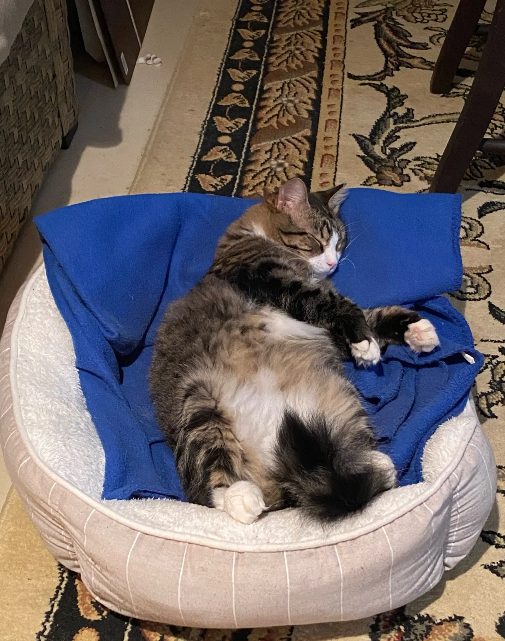 Fluff image 4
