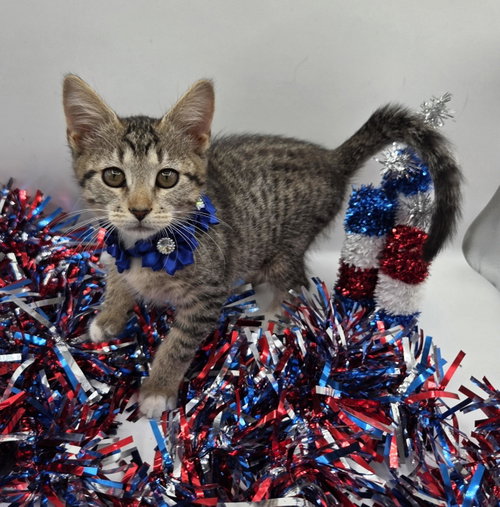 Ikea, an adoptable Domestic Short Hair in Magnolia Springs, AL