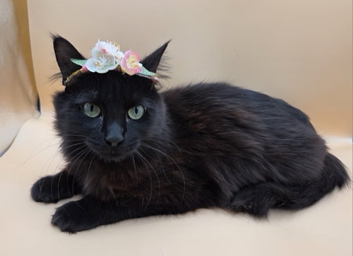 Black Beauty photo 2