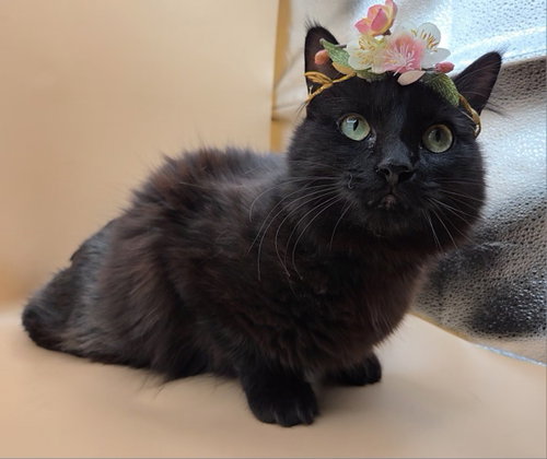 Black Beauty photo 3