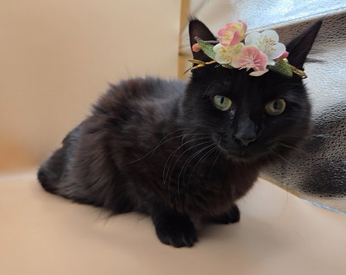 Black Beauty photo 4