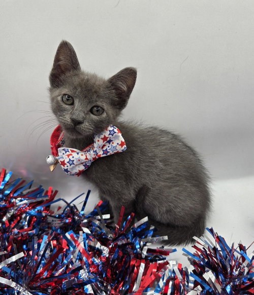 Fozzie Bear, an adoptable Domestic Medium Hair in Magnolia Springs, AL