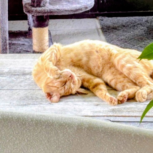 Milo photo 5