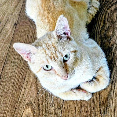 Milo photo 3