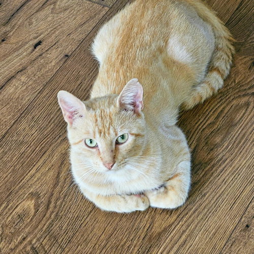 Milo photo 6
