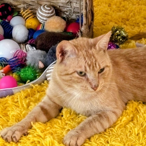 Milo photo 2