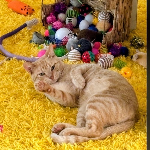 Milo, an adoptable Domestic Short Hair in Magnolia Springs, AL