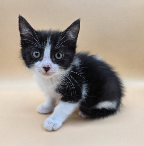 Mazie, an adoptable Domestic Short Hair in Magnolia Springs, AL