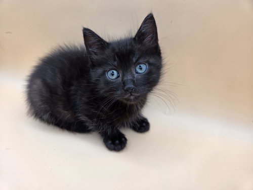 Squeaky, an adoptable Domestic Medium Hair in Magnolia Springs, AL