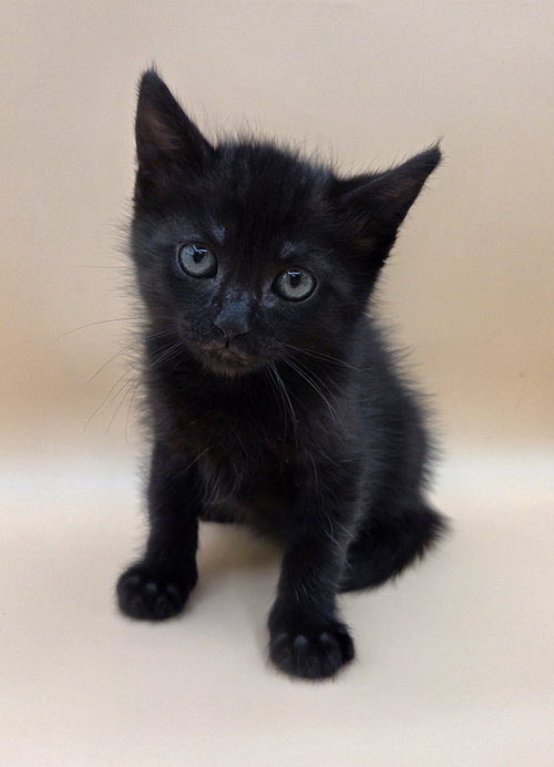 Chopper, an adoptable Domestic Medium Hair in Magnolia Springs, AL