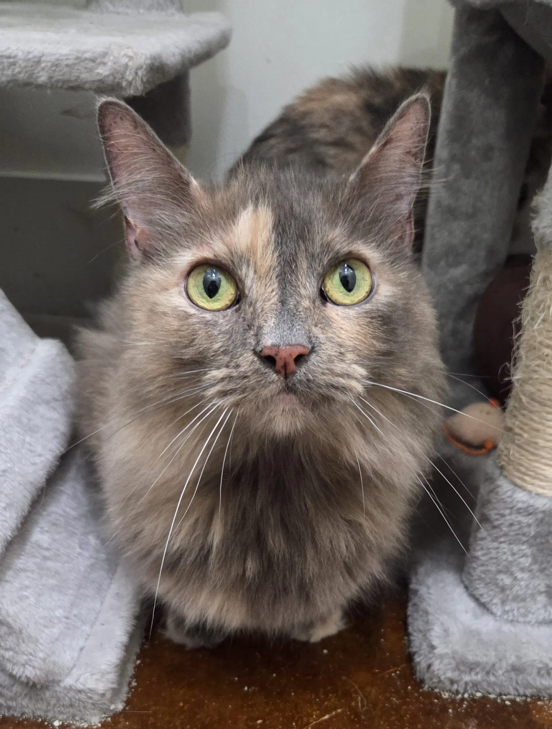 Pita Bonded To Whitey - Domestic Long Hair