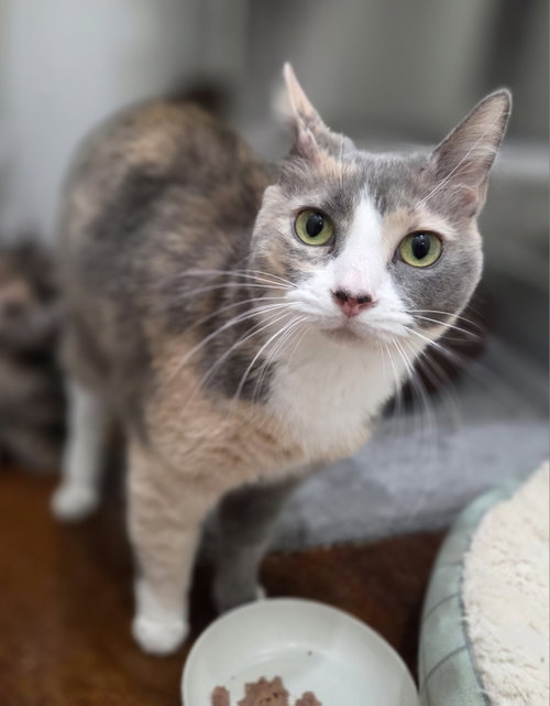 Whitey (Bonded to Pita), an adoptable Domestic Short Hair in Magnolia Springs, AL
