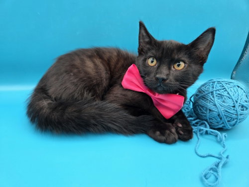 Cheeseburger, an adoptable Domestic Short Hair in Magnolia Springs, AL