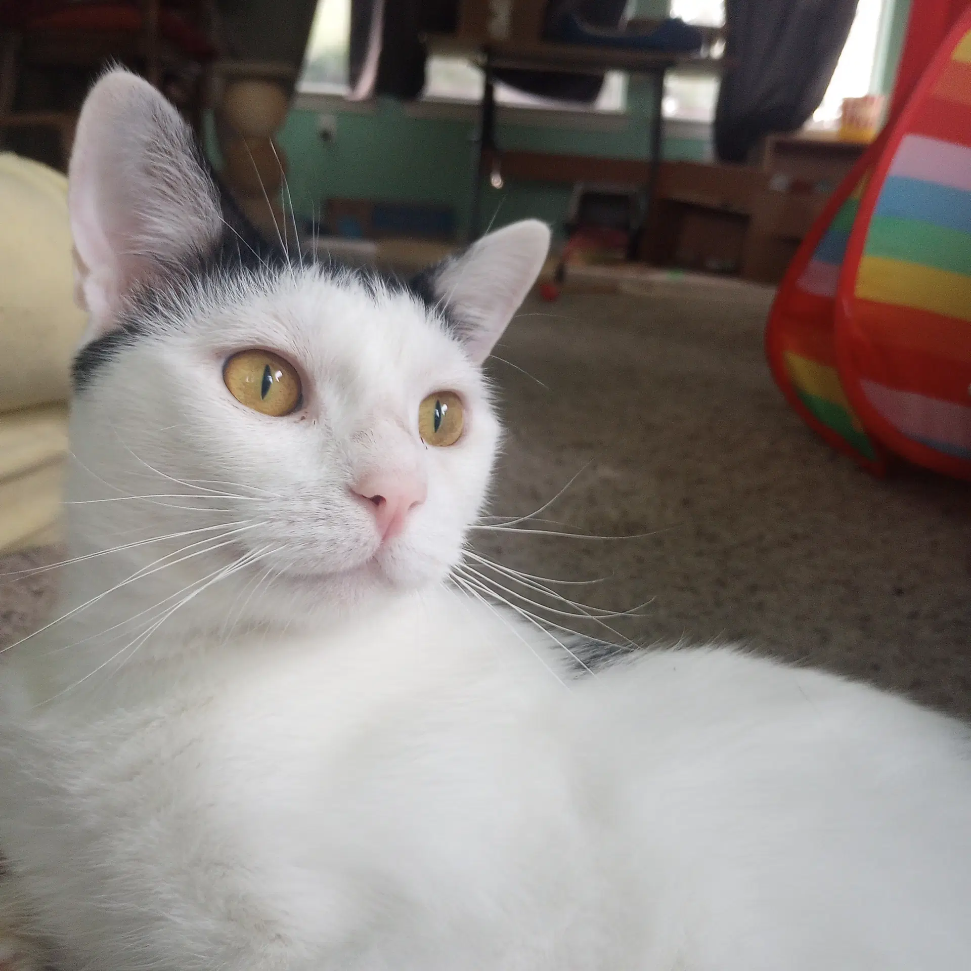 Ollie - Domestic Short Hair