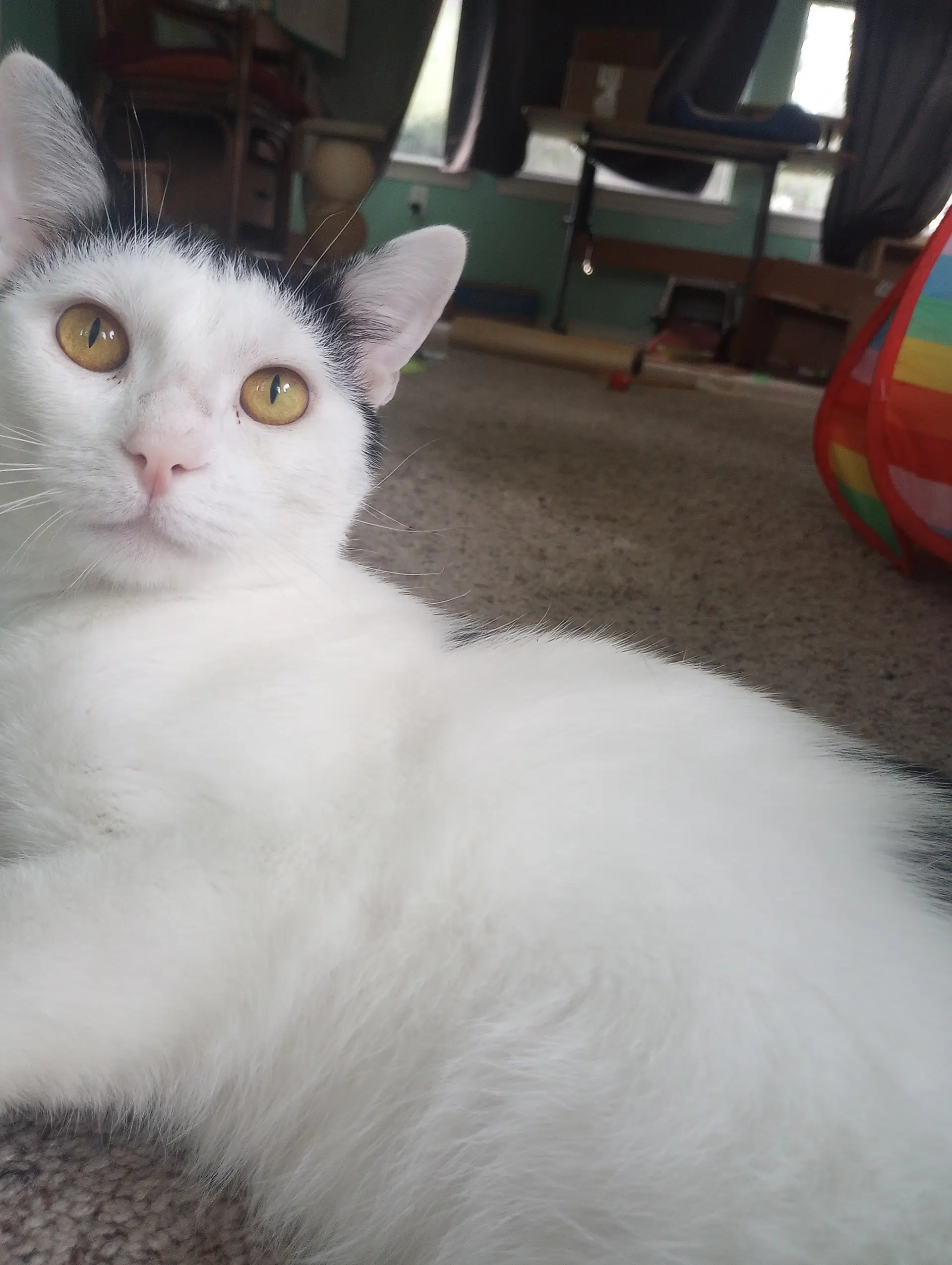 Ollie image 2