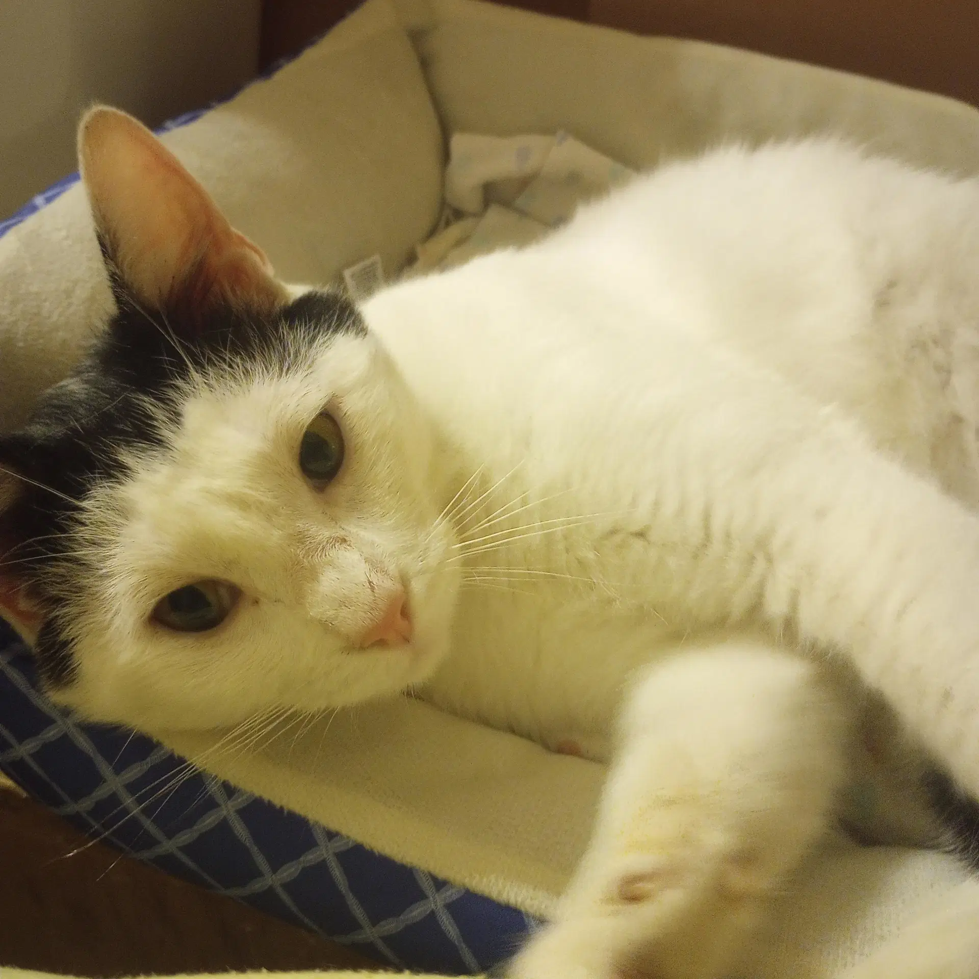 Ollie image 3