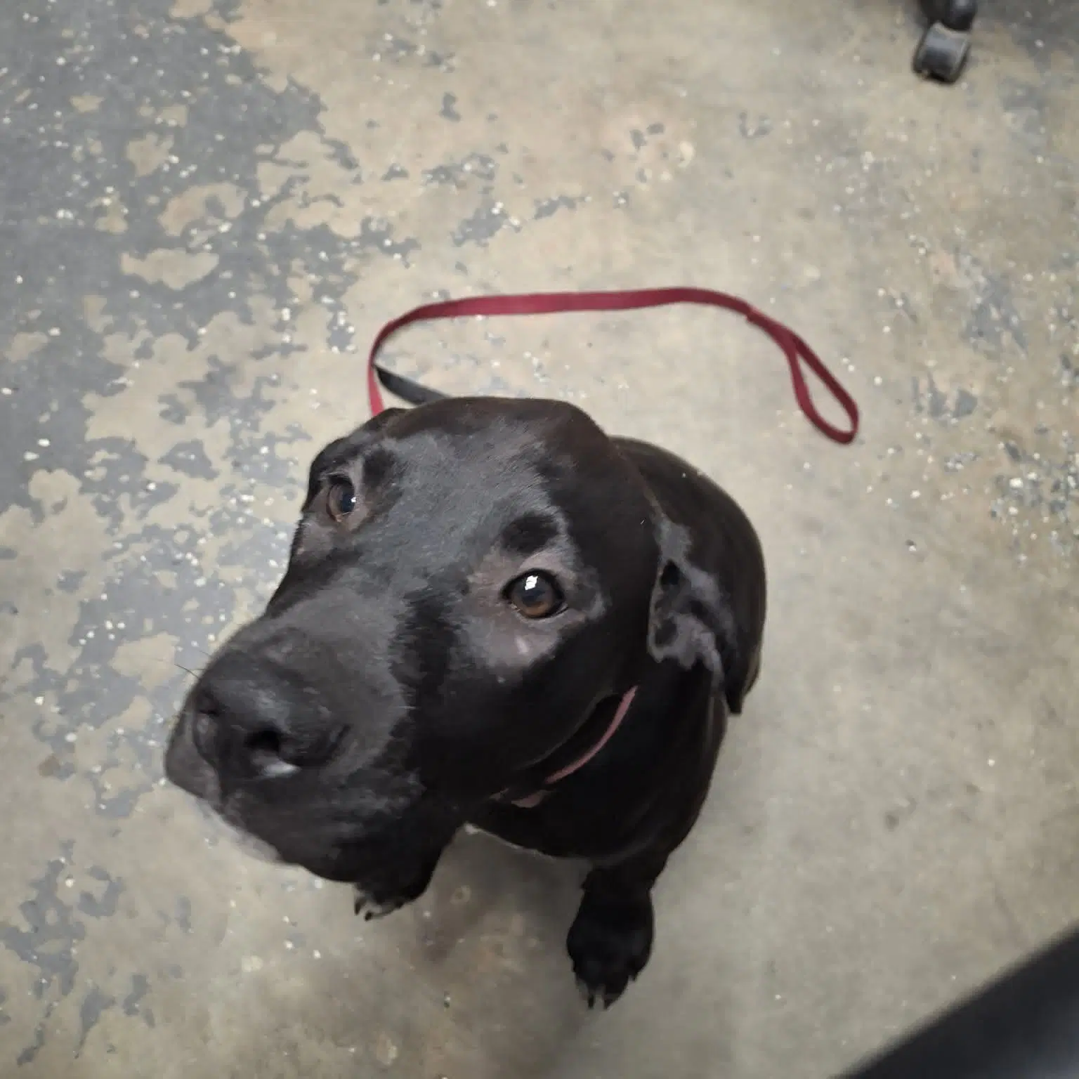 Daisy - Labrador Retriever
