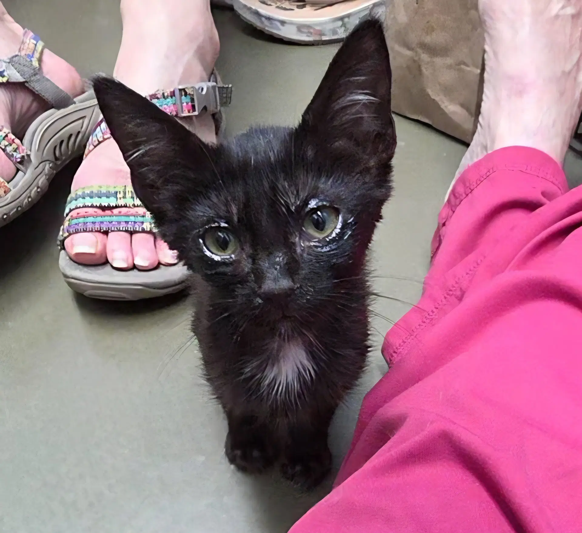 Josie - Manx