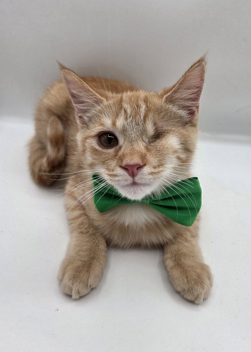 picture of the cat needing adoption