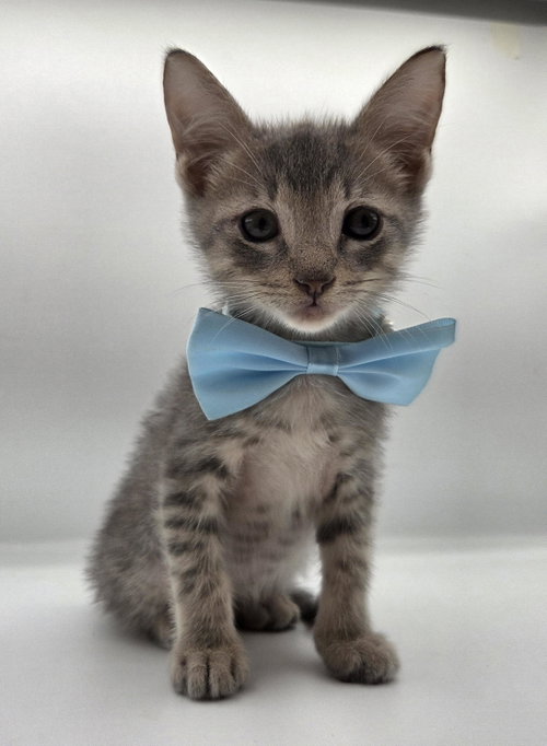 Percy