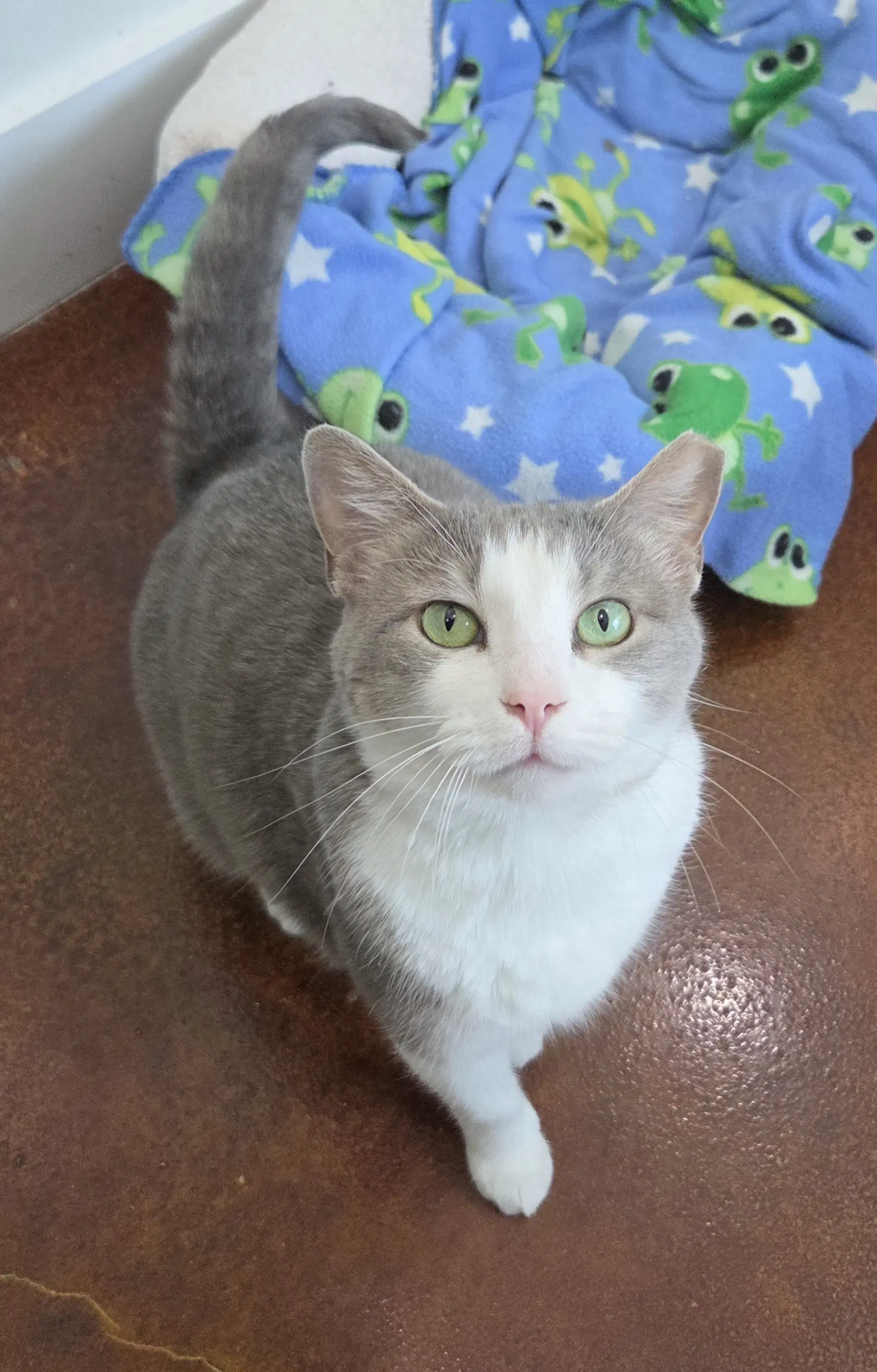 Gracie - Domestic Short Hair
