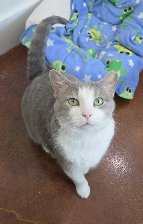 Gracie