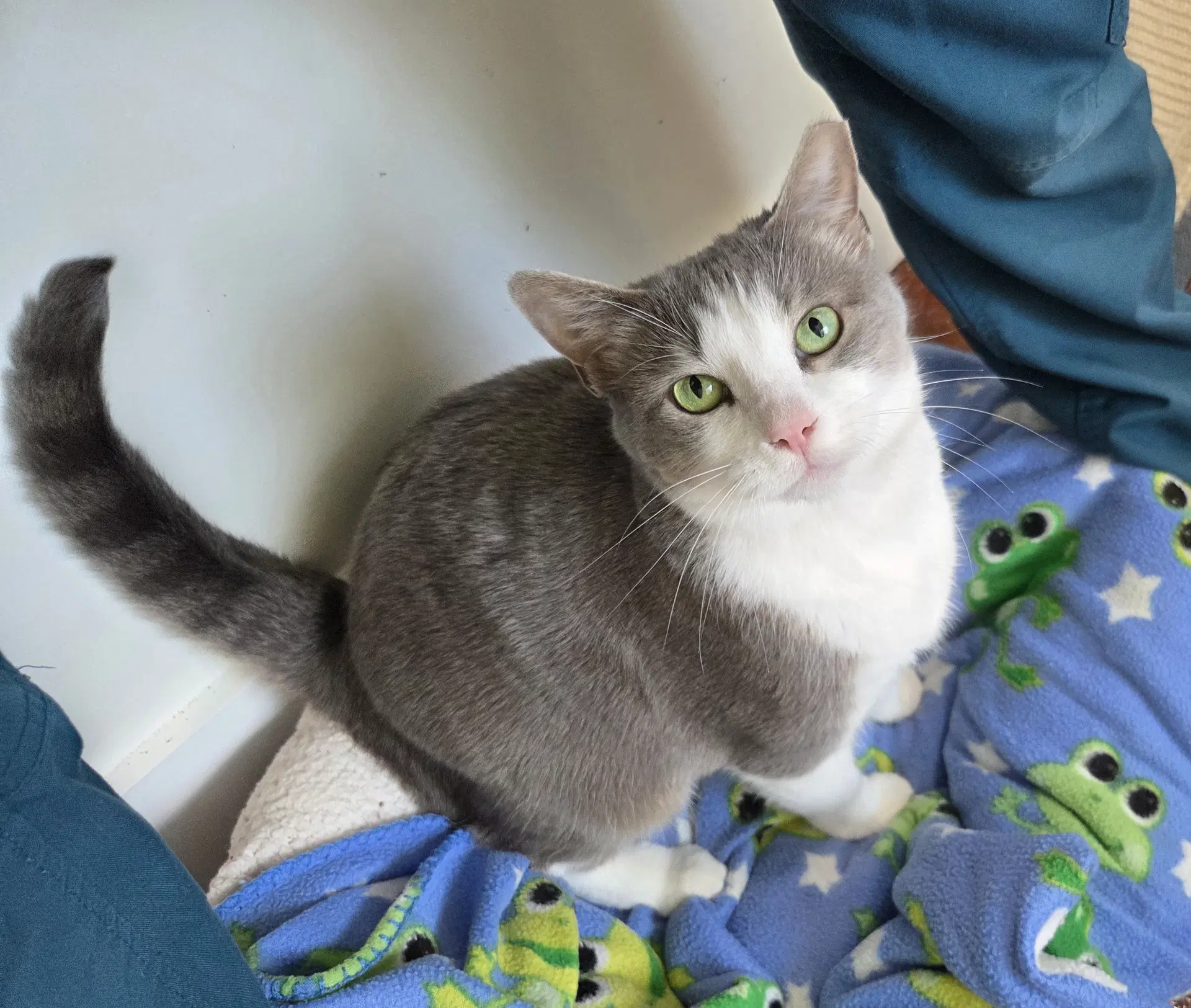 Gracie image 3