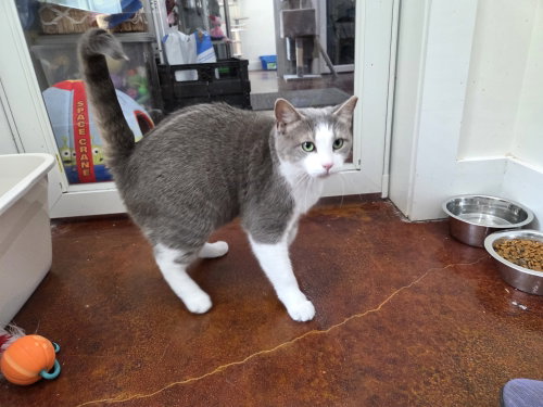 Gracie photo 6