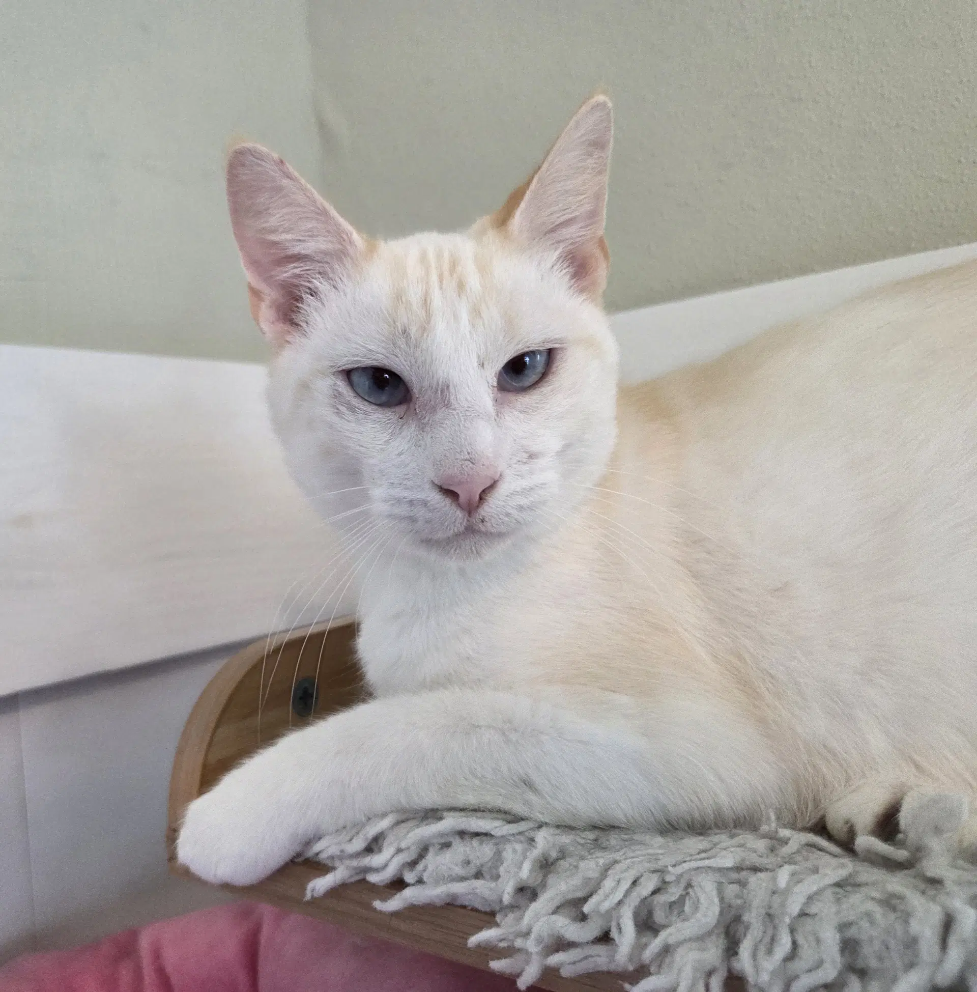Flame - Siamese