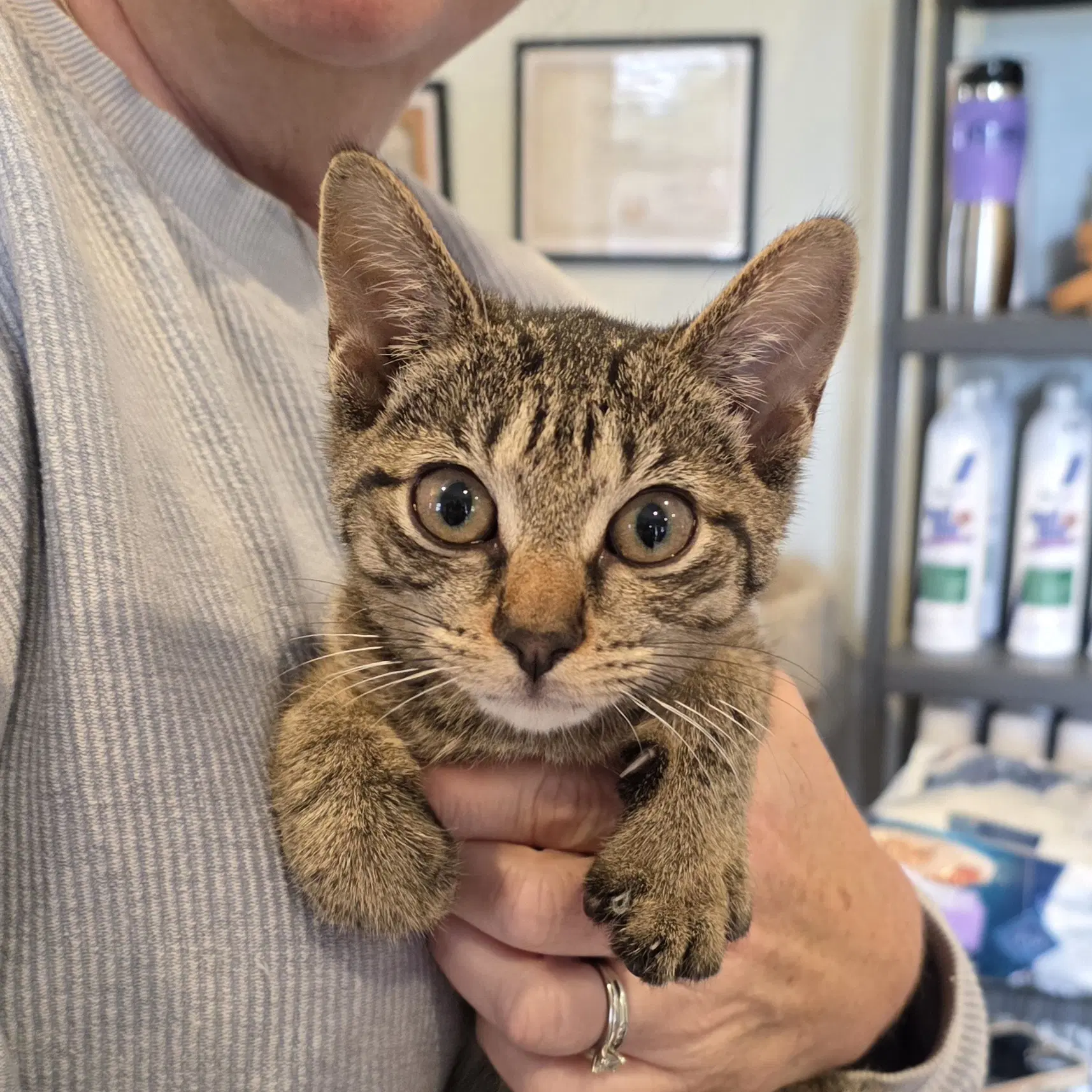 Paisley - Tabby