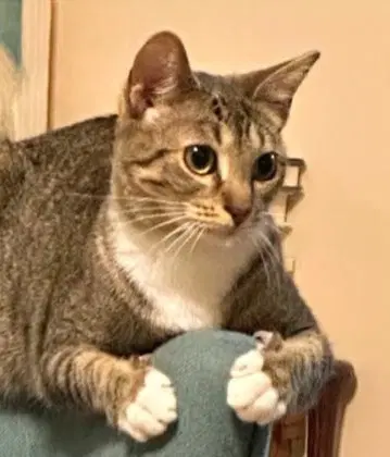 Tinkerbell - American Shorthair