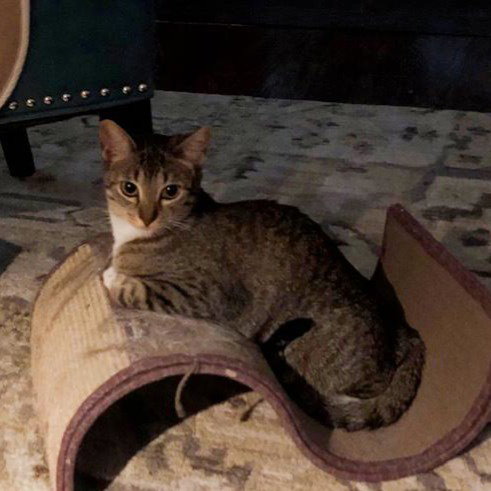Photo 6 of Tinkerbell