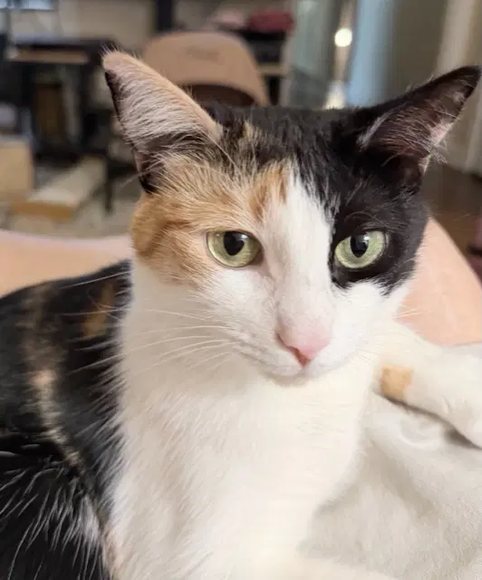 Tova - Calico