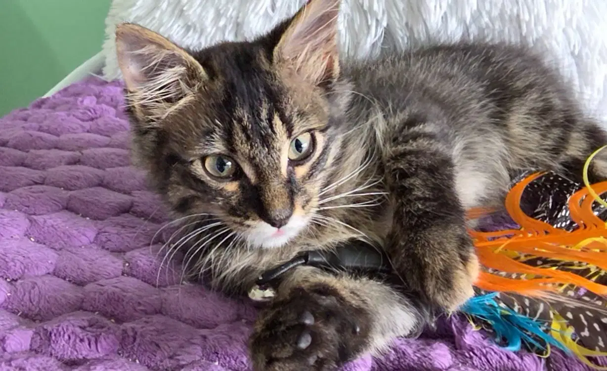 Kiki - Domestic Long Hair