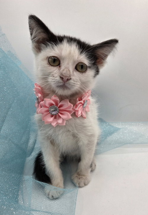 picture of the cat needing adoption
