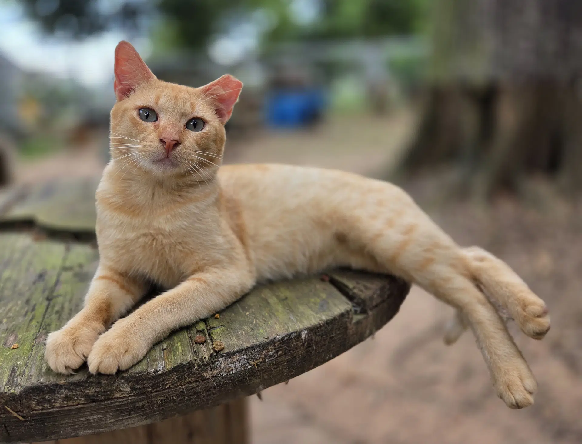 Orangey - Domestic Short Hair
