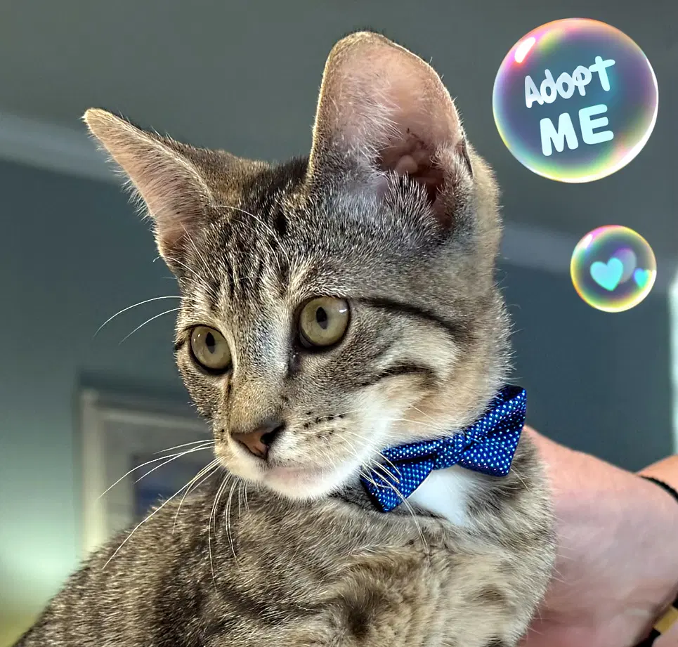 Baloo - Tabby
