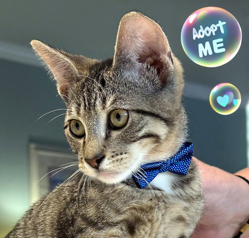 picture of the cat needing adoption