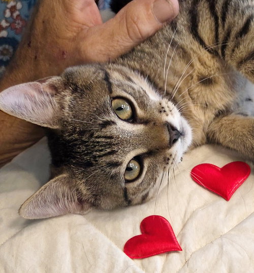 picture of the cat needing adoption