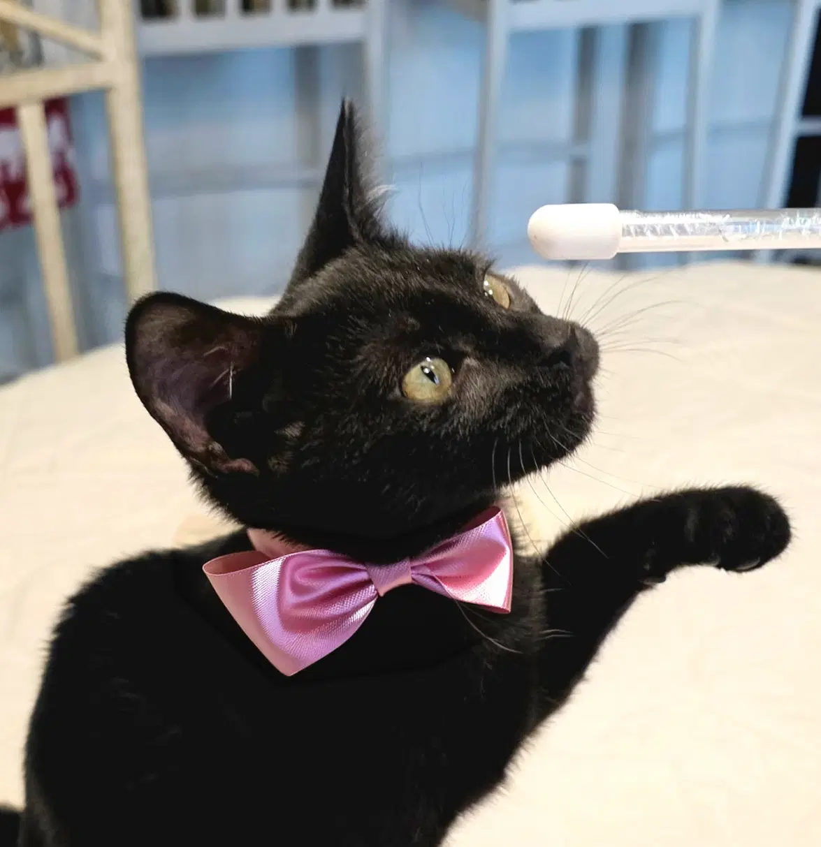 Beka - American Shorthair