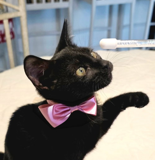 picture of the cat needing adoption